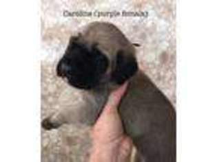 Mastiff Puppy for sale in Lillian, AL, USA