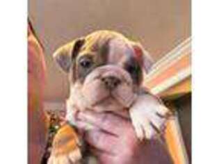 Bulldog Puppy for sale in Augusta, GA, USA