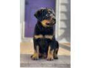 Rottweiler Puppy for sale in Seaford, DE, USA