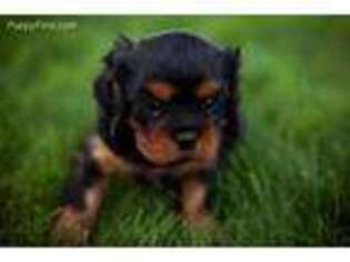 Cavalier King Charles Spaniel Puppy for sale in Prosser, WA, USA