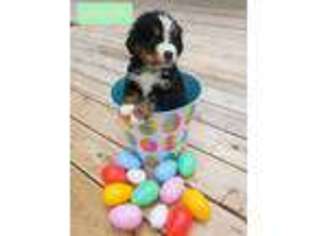 Bernese Mountain Dog Puppy for sale in Longbranch, WA, USA
