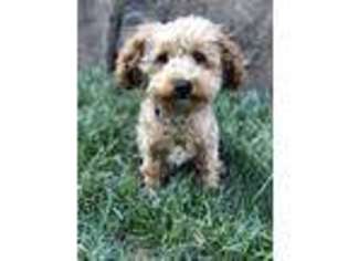 Mutt Puppy for sale in SOUTH SAN FRANCISCO, CA, USA
