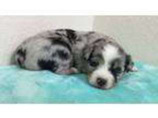 Miniature Australian Shepherd Puppy for sale in Blanket, TX, USA