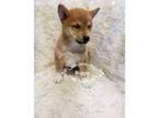 Shiba Inu Puppy for sale in Itasca, IL, USA