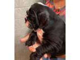 Bulldog Puppy for sale in Red Oak, IA, USA