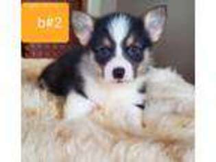 Pembroke Welsh Corgi Puppy for sale in Moulton, AL, USA
