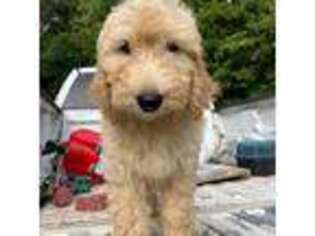 Goldendoodle Puppy for sale in Juliette, GA, USA