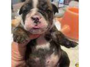 Bulldog Puppy for sale in Timmonsville, SC, USA