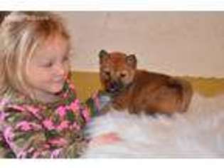 Shiba Inu Puppy for sale in Warren, MA, USA