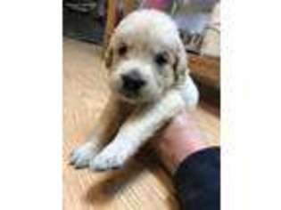 Mutt Puppy for sale in Whitehall, PA, USA