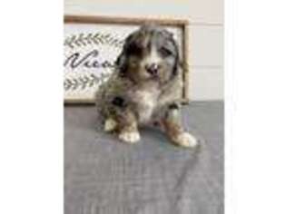 Mutt Puppy for sale in Sheldon, IA, USA