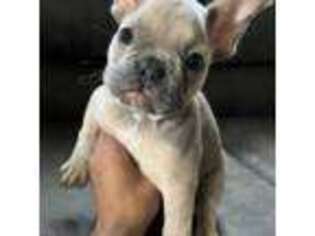 French Bulldog Puppy for sale in Audubon, NJ, USA