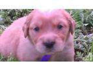 Golden Retriever Puppy for sale in RUTHERFORDTON, NC, USA