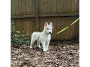 Siberian Husky Puppy for sale in Chesterfield, VA, USA