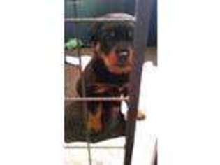 Rottweiler Puppy for sale in Corry, PA, USA