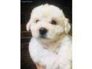 Bichon Frise Puppy for sale in Lawrenceburg, KY, USA