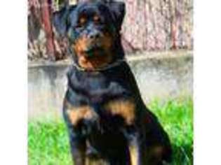 Rottweiler Puppy for sale in Turner, OR, USA