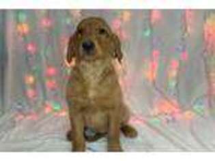 Golden Retriever Puppy for sale in South Bend, IN, USA