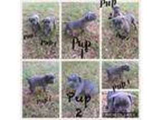 Cane Corso Puppy for sale in Cornelia, GA, USA