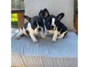 French Bulldog Puppy for sale in Mitchell, SD, USA