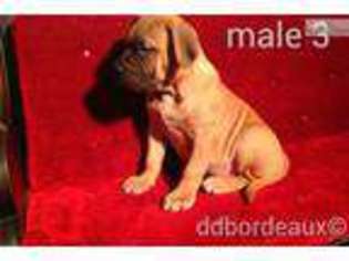 American Bull Dogue De Bordeaux Puppy for sale in Allentown, PA, USA