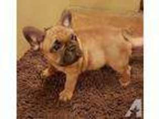 French Bulldog Puppy for sale in INDIO, CA, USA