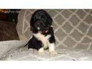 Newfoundland Puppy for sale in Bridgeport, NY, USA