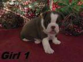 Boston Terrier Puppy for sale in Ider, AL, USA