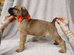 Cane Corso Puppy for sale in Seattle, WA, USA