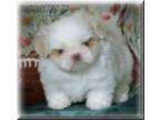 Mutt Puppy for sale in White Cloud, MI, USA