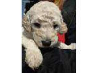 Mutt Puppy for sale in Dallas, OR, USA
