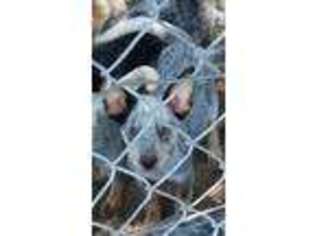 Australian Cattle Dog Puppy for sale in Callao, MO, USA