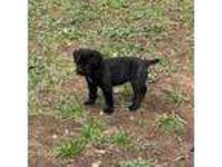 Cane Corso Puppy for sale in Pauline, SC, USA