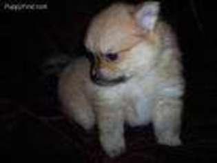 Pomeranian Puppy for sale in Daleville, AL, USA