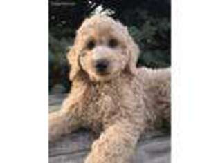 Goldendoodle Puppy for sale in Eldridge, IA, USA