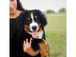 Bernese Mountain Dog Puppy for sale in Myakka City, FL, USA