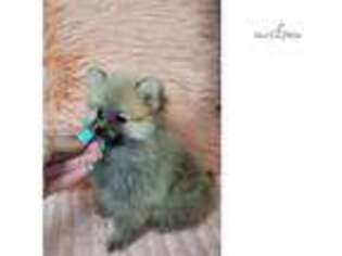 Pomeranian Puppy for sale in Edinburg, TX, USA