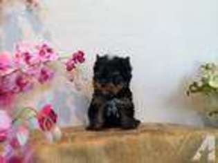 Yorkshire Terrier Puppy for sale in CULVER CITY, CA, USA