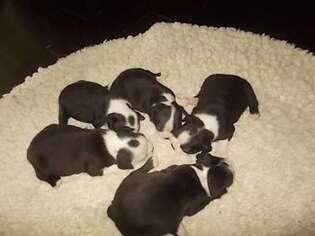 Boston Terrier Puppy for sale in Columbia, SC, USA