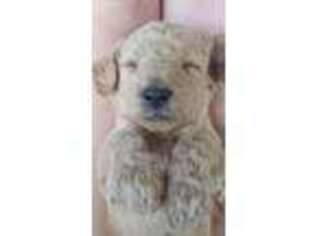 Goldendoodle Puppy for sale in Union, OR, USA