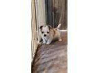 Shorkie Tzu Puppy for sale in Mount Pleasant, MI, USA