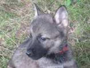 German Shepherd Dog Puppy for sale in Coatesville, PA, USA