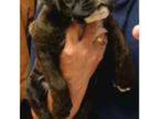 Boxer Puppy for sale in Hollywood, MD, USA