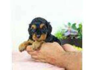 Cavapoo Puppy for sale in Oshkosh, WI, USA