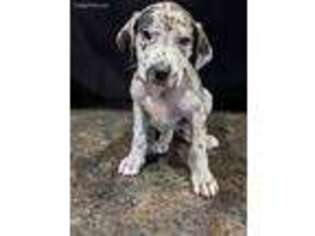 Great Dane Puppy for sale in Republic, MO, USA