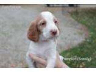 Brittany Puppy for sale in Goshen, IN, USA