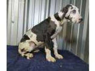 Great Dane Puppy for sale in Brenham, TX, USA