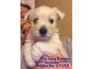 West Highland White Terrier Puppy for sale in Chalmette, LA, USA