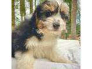Mutt Puppy for sale in West Grove, PA, USA