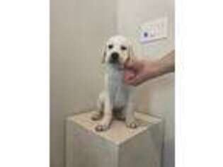 Labrador Retriever Puppy for sale in San Gabriel, CA, USA